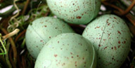 eggs